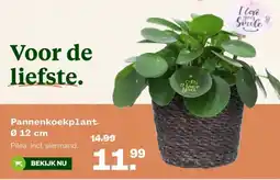 Welkoop Pannenkoekplant aanbieding