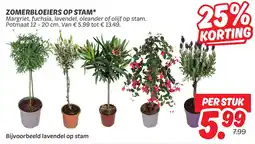 Dekamarkt Zomerbloeiers op stam aanbieding