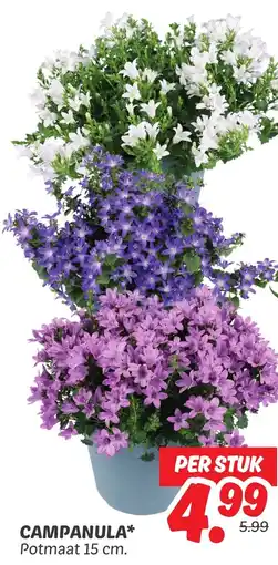 Dekamarkt Campanula aanbieding