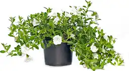 Intratuin Minipetunia (Calibrachoa) D 12 H 10 cm aanbieding