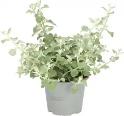 Intratuin Kooigoed (Helichrysum petiolare 'Blue Green Leaved') D 13 H 20 cm aanbieding