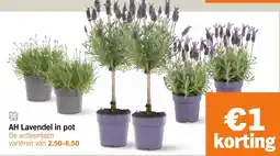 Albert Heijn AH Lavendel in pot aanbieding