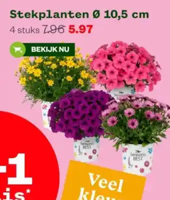 Welkoop Stekplanten aanbieding