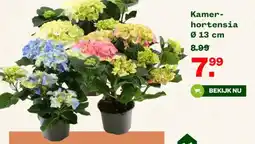 Welkoop Kamerhortensia aanbieding