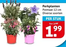Hoogvliet Perkplanten aanbieding