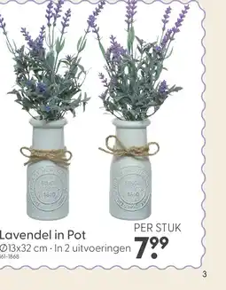 Marskramer Lavendel in pot pe 2 assorti aanbieding
