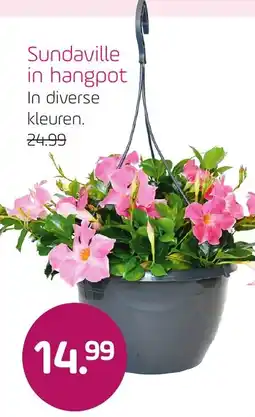 Coppelmans Sundaville in hangpot aanbieding