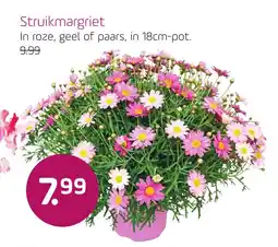 Coppelmans Struikmargriet aanbieding