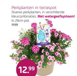 Coppelmans Perkplanten in terraspot aanbieding