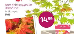Coppelmans Acer shirasawanum Moonrise aanbieding