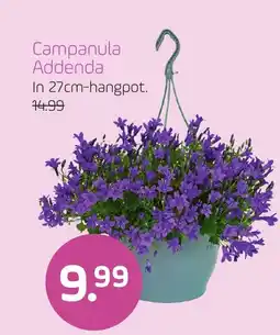 Coppelmans Campanula Addenda aanbieding