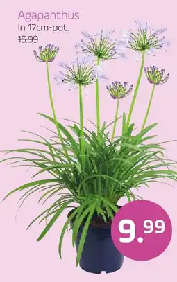 Coppelmans Agapanthus aanbieding
