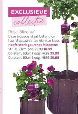 Coppelmans Rosa 'Minerva' aanbieding