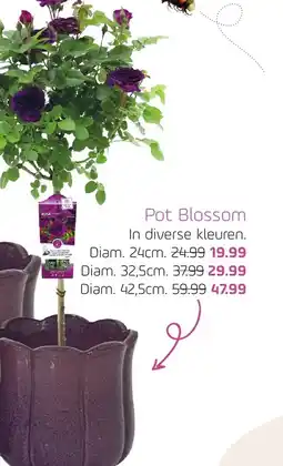 Coppelmans Pot Blossom aanbieding