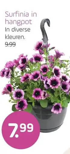 Coppelmans Surfinia in hangpot aanbieding