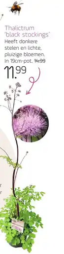 Coppelmans Thalictrum 'black stockings' aanbieding