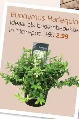 Coppelmans Euonymus Harlequin aanbieding