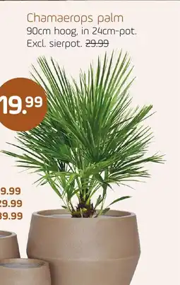 Coppelmans Chamaerops palm aanbieding