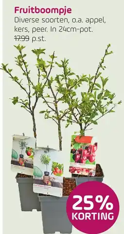 Coppelmans Fruitboompje aanbieding