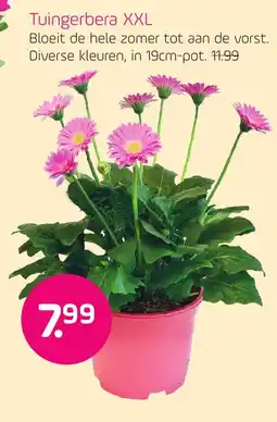 Coppelmans Tuingerbera XXL aanbieding