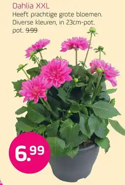 Coppelmans Dahlia XXL aanbieding