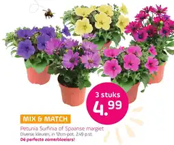 Coppelmans Petunia Surfinia of Spaanse margiet aanbieding