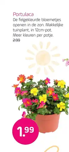 Coppelmans Portulaca aanbieding