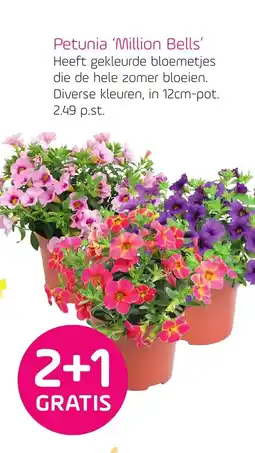 Coppelmans Petunia 'Million Bells' aanbieding