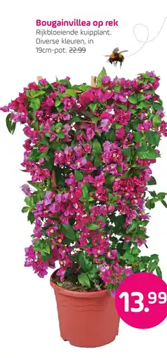 Coppelmans Bougainvillea op rek aanbieding