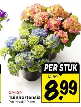 Vomar Voordeelmarkt Tuinhortensia aanbieding