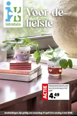 Intratuin Pannenkoekenplant in Coco en Milo Pot aanbieding