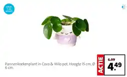 Intratuin Pannenkoekenplant in Coco & Milo pot. aanbieding
