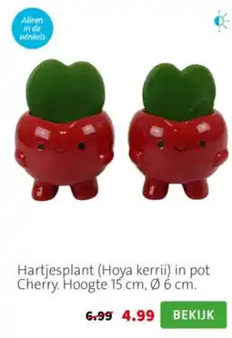 Intratuin Hartjesplant (Hoya kerrii) in pot Cherry aanbieding