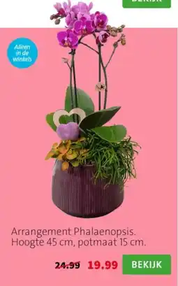 Intratuin Arrangement Phalaenopsis aanbieding