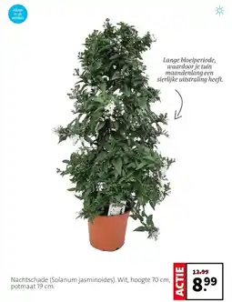 Intratuin Nachtschade Solanum Jasminoides aanbieding