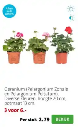 Intratuin Geranium Pelargonium Zonale en Pelargonium Peltatum aanbieding