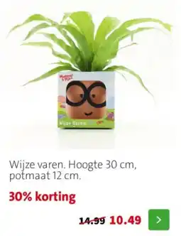 Intratuin Wijze varen aanbieding