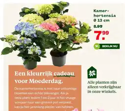 Welkoop Kamer- hortensia aanbieding