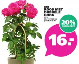 Ranzijn ROOS MET DUBBELE BOOG aanbieding
