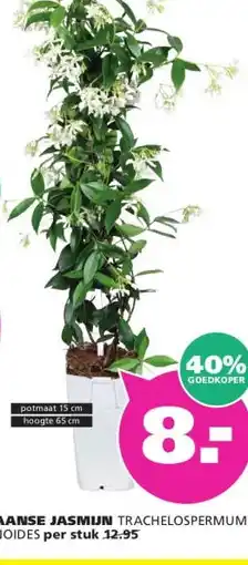 Ranzijn TOSCAANSE JASMIJN aanbieding