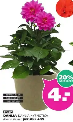 Ranzijn DAHLIA aanbieding