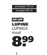 Ranzijn LUPINE aanbieding