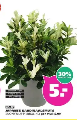 Ranzijn JAPANSE KARDINAALSMUTS aanbieding