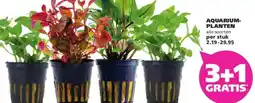 Ranzijn AQUARIUM- PLANTEN aanbieding