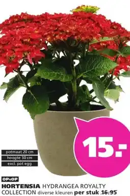 Ranzijn HORTENSIA aanbieding