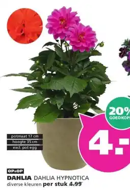 Ranzijn DAHLIA aanbieding