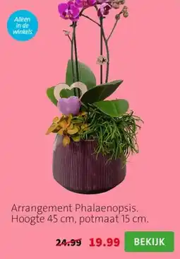 Intratuin Arrangement Phalaenopsis. Hoogte 45 cm, potmaat 15 cm. aanbieding