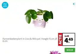 Intratuin Pannenkoekenplant in Coco & Milo pot. Hoogte 15 cm, Ø 6 cm. aanbieding