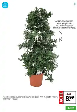 Intratuin Nachtschade (Solanum jasminoides). Wit, hoogte 70 cm, potmaat 19 cm. aanbieding