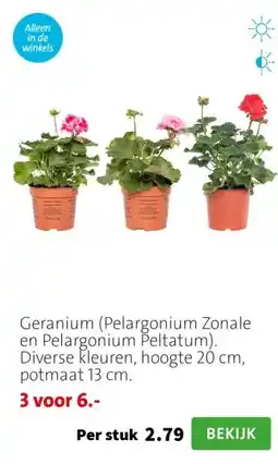 Intratuin Geranium (Pelargonium Zonale en Pelargonium Peltatum). Diverse kleuren, hoogte 20 cm, potmaat 13 cm. aanbieding